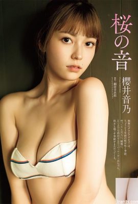 Feliz Ano Novo ~ Por favor, veja a figura graciosa de Sakurai Girl (68p)